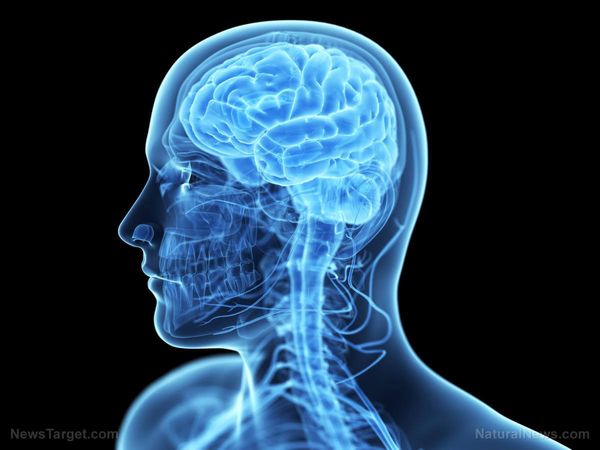 CONFIRMÉ: Les oméga-3 stimulent le flux sanguin vers les régions du cerveau