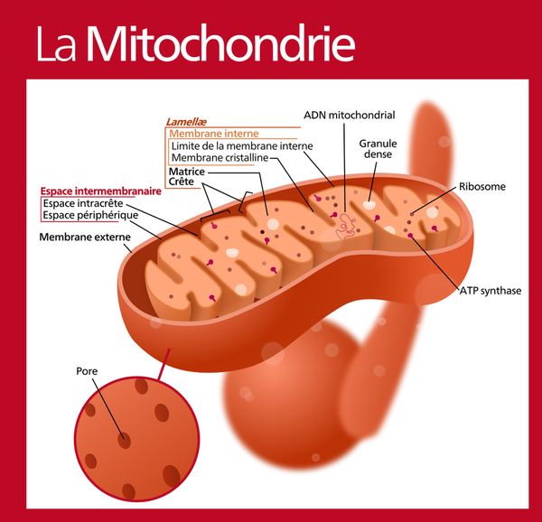 le Role important des mitochondries : Les bases que vous devez savoir