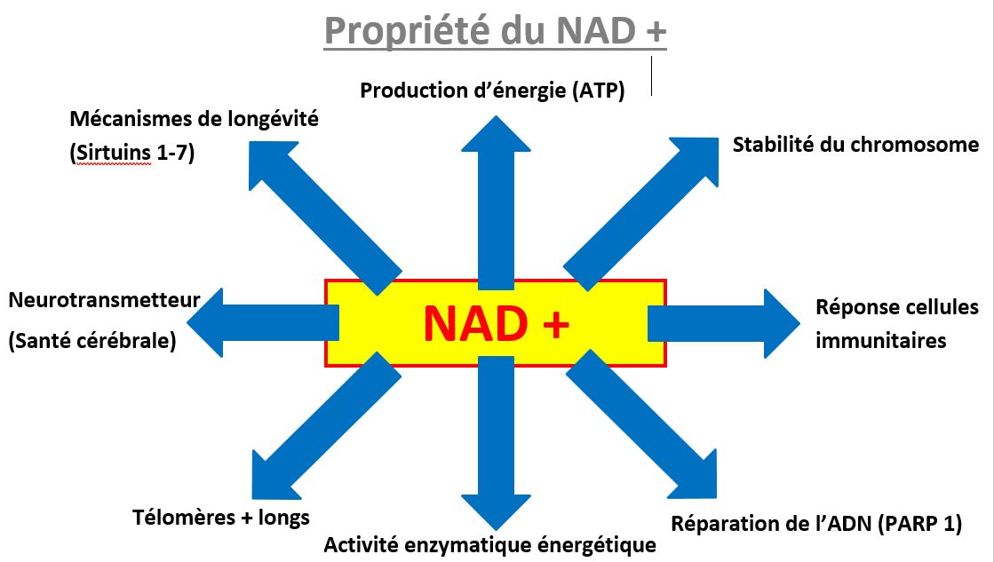 Les propriétés du NAD